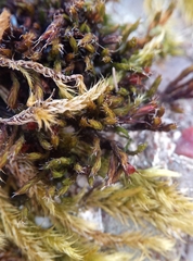 Schistidium crassipilum