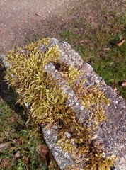 Schistidium crassipilum