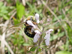 Xylocopa micans image