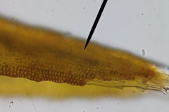 Schistidium crassipilum