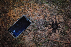 Grammostola quirogai