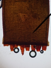 Schistidium crassipilum