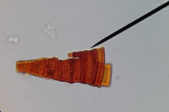 Schistidium crassipilum