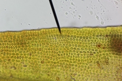 Schistidium crassipilum