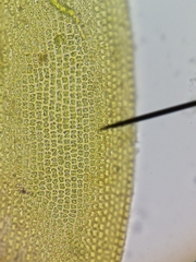 Schistidium crassipilum