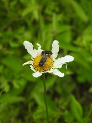 Acmaeoderella flavofasciata