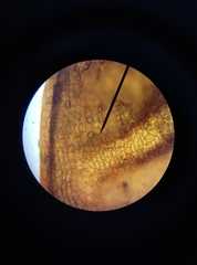 Schistidium crassipilum