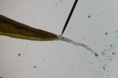 Schistidium crassipilum