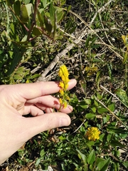 Polygala flavescens