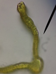 Schistidium crassipilum