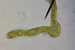 Schistidium crassipilum