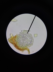 Schistidium crassipilum