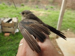 Syrtidicola fluviatilis