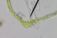 Schistidium crassipilum