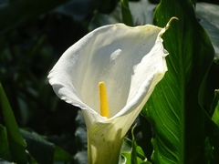 Zantedeschia aethiopica