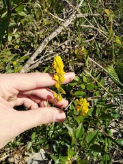 Polygala flavescens