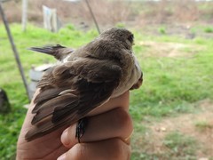 Syrtidicola fluviatilis