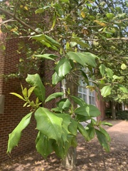 Ilex