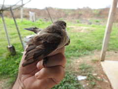 Syrtidicola fluviatilis