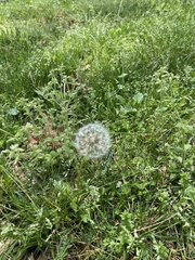 Taraxacum