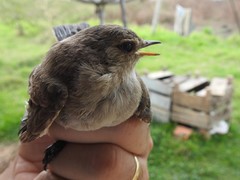 Syrtidicola fluviatilis