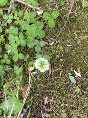 Trifolium repens