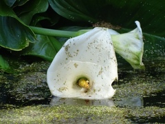 Zantedeschia aethiopica