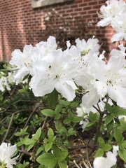 Rhododendron