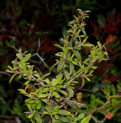 Rhamnus punctata