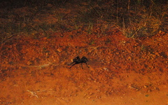 Grammostola quirogai