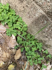Magnoliopsida