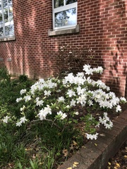 Rhododendron