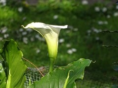 Zantedeschia aethiopica