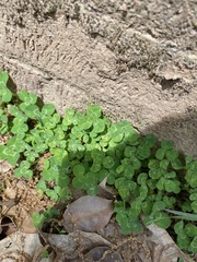 Magnoliopsida