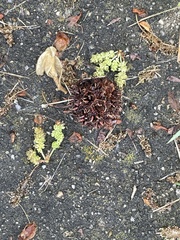 Liquidambar styraciflua