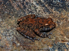 Grubby Shrub Frog photo 2