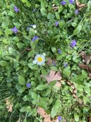 Erigeron philadelphicus