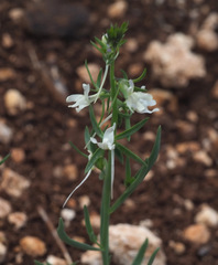 Linaria chalepensis