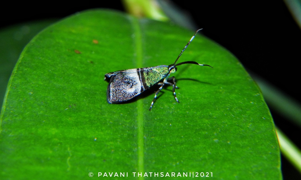 Santiphit Insect Saptha smaragditis from Bope, Sri Lanka on April 12, 2021 at 02:58 PM ...