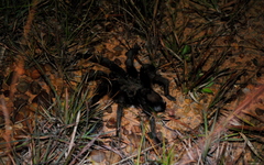 Grammostola quirogai