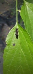 Agrilus obsoletoguttatus