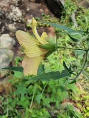 Hibiscus physaloides