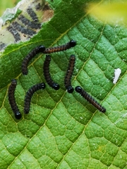 Nymphalis polychloros