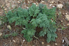 Astrodaucus littoralis