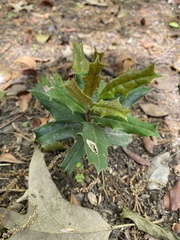 Ilex cornuta