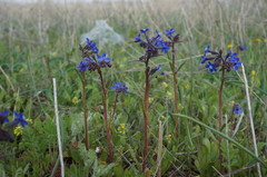 Anchusa azurea