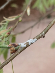 Nymphalis polychloros