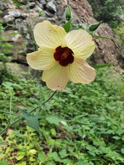 Hibiscus physaloides