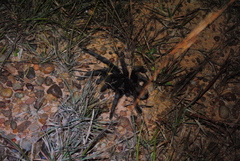 Grammostola quirogai