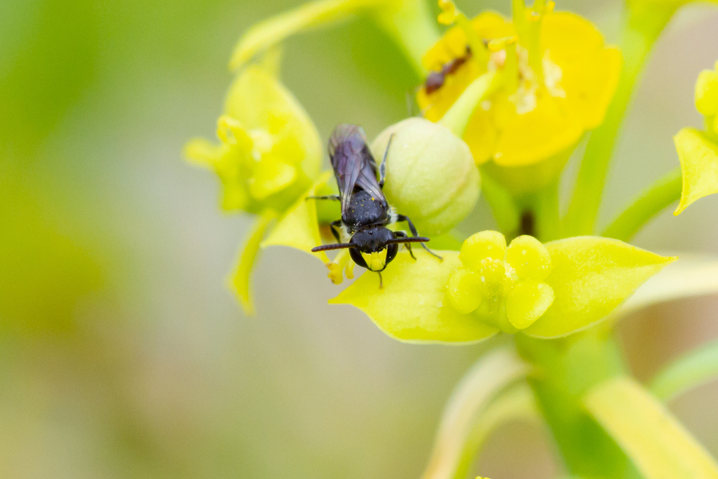 Canaries Dark Masked Bee